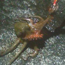 寒くなってもタコは好調